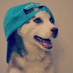 Thor Flex Wilson - @thorsquest_husky - Instagram