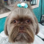 Thor, Rebecca e Wilson - @dogs.e.gato - Instagram