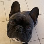 Thor Tommaso Wilson - @brothersdog3 - Instagram
