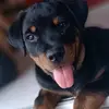 Thor Wilson - @thorwilsonrottweiler - TikTok
