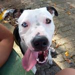 Thor Wilson🐾 - @thor_wilson1 - Instagram