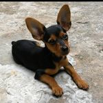 Thor Wilson Costa Cutrim - @thorcutrim - Instagram