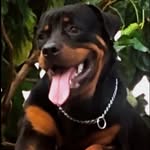 Thor Wilson Xavier - @thorwillson - Instagram