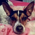 Wilson Thor 🐶❤ - @wilsonthorr - Instagram