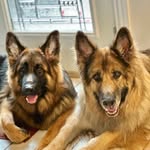 Apollo & Thor Wright - @thefluffyshep - Instagram