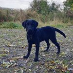 Thor Wright - @thorthelab19 - Instagram