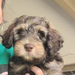 Thor Wright - @thor_dogofthunder99 - Instagram