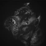 Cane Corso_THOR - @young.thory - Instagram