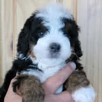 Thor (The Bernedude) Young - @thor_the_bernedude - Instagram