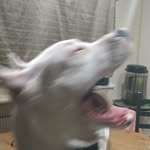 Thor - @thor_young_doggie - Instagram