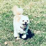 Thor Young - @thor.themightypup - Instagram