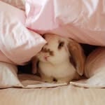 Thư Phan Anh - @hellothisiskitty.pat - Instagram