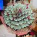 Thu Tieu - Facebook