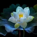 Thuan Phan - @thuanphan1122 - Instagram