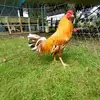 Thuc Phan - @thuc.phan23 - TikTok