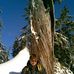 Natron Thuja Plicata - Facebook