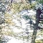 S J - @thujaplicata1 - Instagram