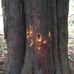 Thuja Plicata - Facebook