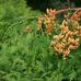 Thuja Plicata - Facebook