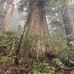 Thuja Plicata - Facebook