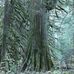 Thuja Plicata - Facebook