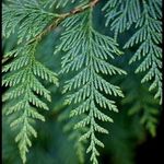 Thuja Plicata - @thujareins - Instagram