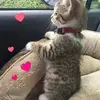 Thunder Hawk - @thunder.hawk17 - TikTok