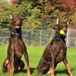 Thunder & Storm - @doberman.brotherss - Instagram