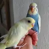 Thunder⛈️Storm Budgies - @thunderstorm.budg - TikTok