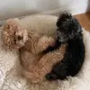 thunder.storm_thepoodles - @thunder.storm_thepoodles - TikTok