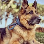 thunder - @wisedogthunder - Instagram
