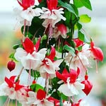 Huonglan Tran - @t.huonglan - Instagram