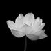 Thuong La - Facebook