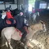 Boroby equestrian 🔛🔝 - @tia.clements7 - TikTok