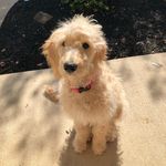 Bow & Tia Gardner - @bow_tiadoodleduo - Instagram