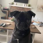 Tia McEwan Herbert - @ollies.puglife - Instagram
