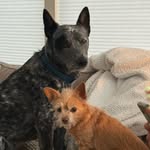 Tia Shaw - @lex_and_penny - Instagram