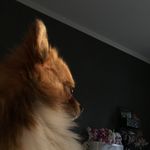 Tia Shaw - @cookiecream_surprise - Instagram