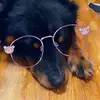 tiawashington - @lazy_little_scooby_j - TikTok
