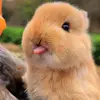 tianyuanmengchong - @charming.critter.haven - TikTok