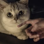 Tianchen Wang - @seihuu77 - Instagram