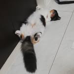 ５匹の保護猫達 - @tiara.jack.king.laru.rate - Instagram