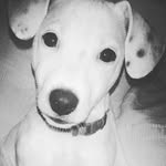 Tiara 🐕 - @tiarajackrussell - Instagram