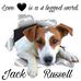 Tiara Kennels - Jack Russells - Facebook