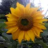 FloresdemitierraCarrizal22 - @carrizalysusmaravillas - TikTok