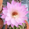 Tiffany Amato - @tiffany.amato - TikTok