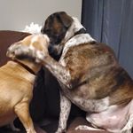 Tiffany Bemis - @thedogsterswatsonandcrick - Instagram