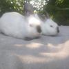 B&T Backwoods Rabbitry - @tiffanybertfreder - TikTok