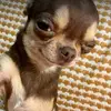 Tiffany_Botello - @tiffany_botello - TikTok