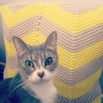 Tiff 🐈😻😺 - @tiffany_bott__ - Instagram